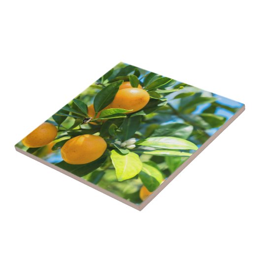 Vruchtende Oranje boom Tegeltje (Zijkant)