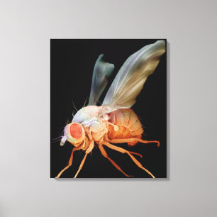 Vruchtvet Canvas Afdruk