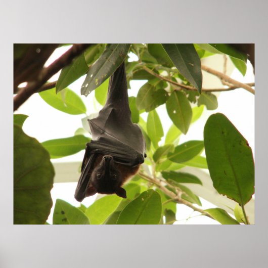 Vruchtvet in de vorm van vlokken poster (Voorkant)