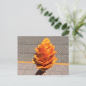 Vruchtvetvrij Briefkaart (Staand voorkant)