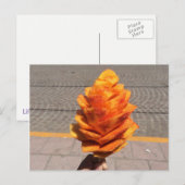 Vruchtvetvrij Briefkaart (Voorkant / Achterkant)