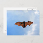 Vruchtvleermuis Briefkaart (Voorkant / Achterkant)