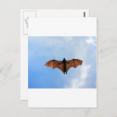 Vruchtvleermuis Briefkaart (Voorkant / Achterkant)