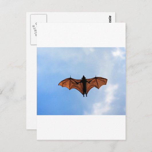 Vruchtvleermuis Briefkaart (Voorkant / Achterkant)