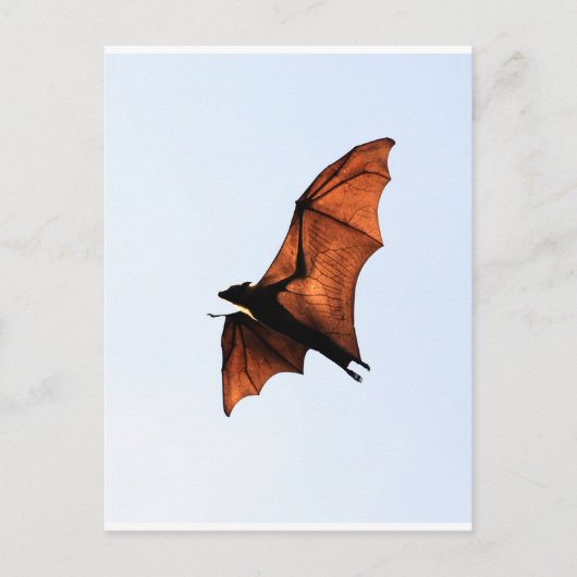 Vruchtvleermuis (vliegende vos) briefkaart (Voorkant)