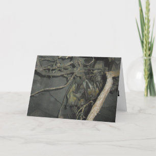 "Vruchtvleermuizen" Goed Kaart