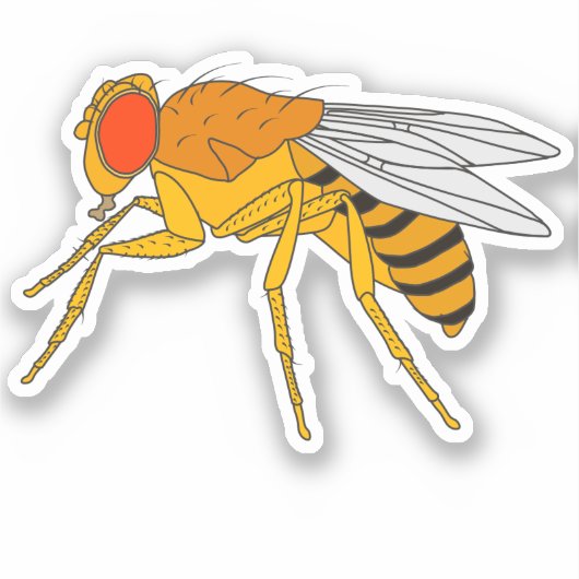 Vruchtvliegende sticker (Voorkant)