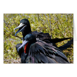 Vruchtvogels in de liefde