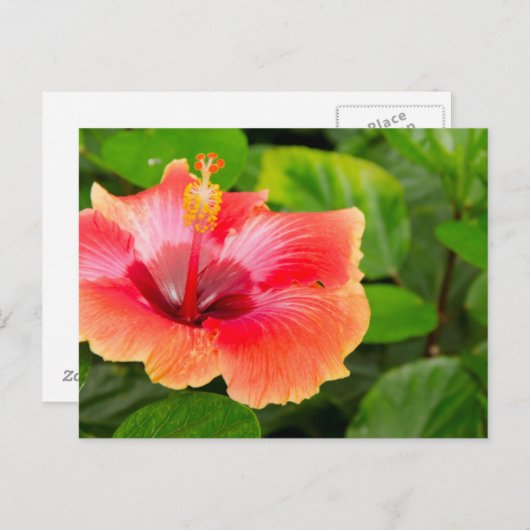 VS, Alabama, Theodore Near Mobile 4 Briefkaart (Voorkant / Achterkant)