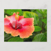 VS, Alabama, Theodore Near Mobile 4 Briefkaart (Voorkant)