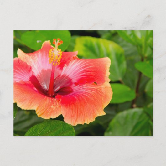 VS, Alabama, Theodore Near Mobile 4 Briefkaart (Voorkant)