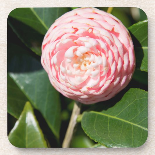 VS, Alabama, Theodore Near Mobile Bier Onderzetter (Voorkant)