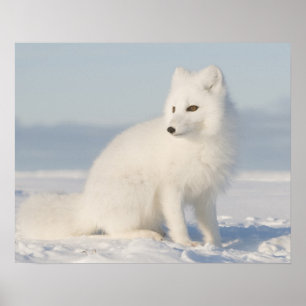 VS, Alaska, 1002 Arctische kustvlakte 5 Poster
