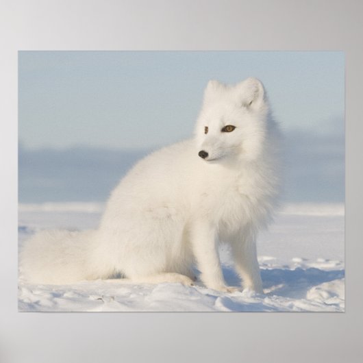 VS, Alaska, 1002 Arctische kustvlakte 5 Poster (Voorkant)
