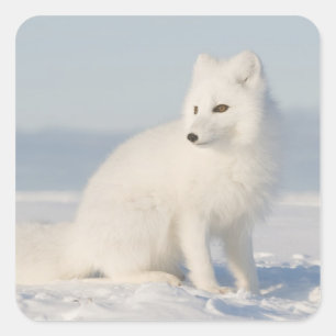 VS, Alaska, 1002 Arctische kustvlakte 5 Vierkante Sticker
