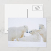 VS, Alaska, 1002 Arctische kustvlakte Briefkaart (Voorkant / Achterkant)