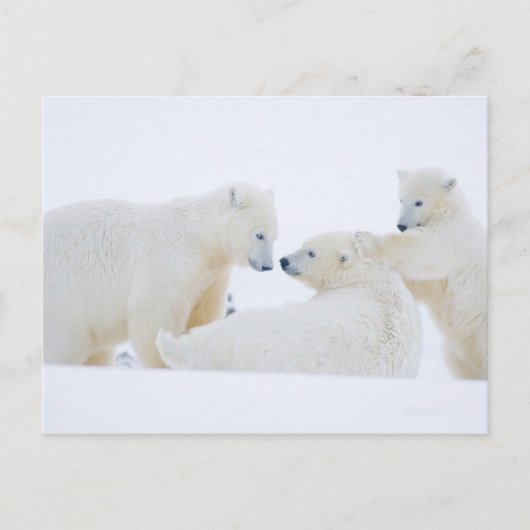 VS, Alaska, 1002 Arctische kustvlakte Briefkaart (Voorkant)