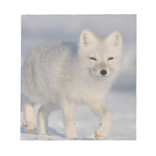 VS, Alaska, 1002 Kustvlakte van de ANWR. Een 3 Notitieblok