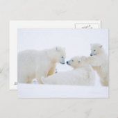 VS, Alaska, 1002 Kustvlakte van het Noordpoolgebie Briefkaart (Voorkant / Achterkant)