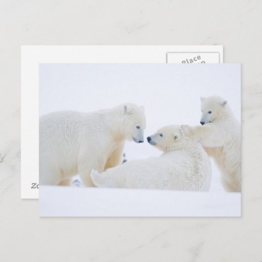 VS, Alaska, 1002 Kustvlakte van het Noordpoolgebie Briefkaart (Voorkant / Achterkant)