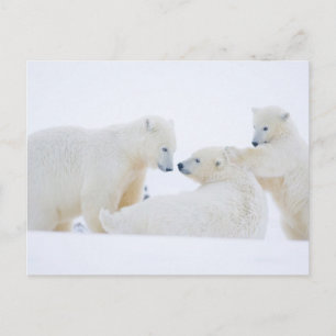 VS, Alaska, 1002 Kustvlakte van het Noordpoolgebie Briefkaart