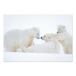 VS, Alaska, 1002 Kustvlakte van het Noordpoolgebie Foto Afdruk