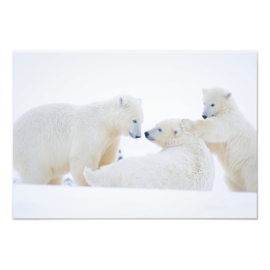 VS, Alaska, 1002 Kustvlakte van het Noordpoolgebie Foto Afdruk (Voorkant)