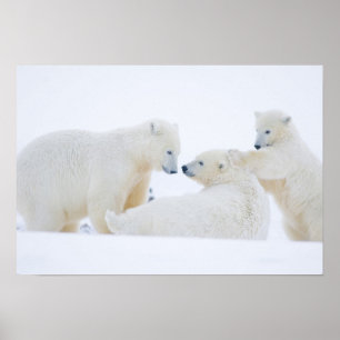 VS, Alaska, 1002 Kustvlakte van het Noordpoolgebie Poster