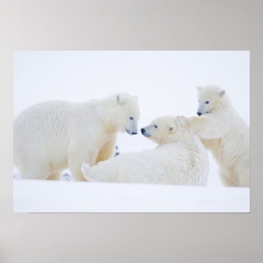 VS, Alaska, 1002 Kustvlakte van het Noordpoolgebie Poster (Voorkant)