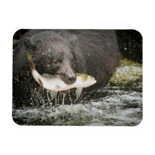 VS, Alaska, Anan Creek. Close-up van zwarte beer Magneet