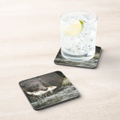 VS, Alaska, Anan Creek. Sluiting van het zwarte Be Drankjes Onderzetter (Rechterzijde)