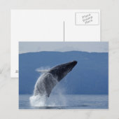 VS, Alaska, Angoon, Humpback Whale (Megaptera) Briefkaart (Voorkant / Achterkant)