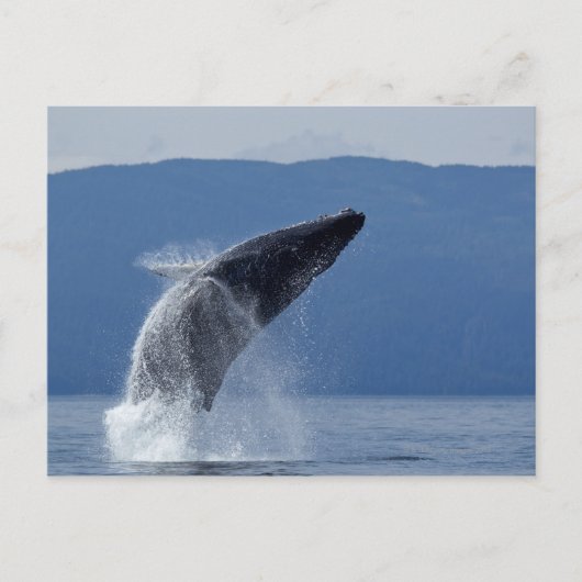 VS, Alaska, Angoon, Humpback Whale (Megaptera) Briefkaart (Voorkant)