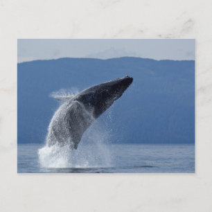 VS, Alaska, Angoon, Humpback Whale (Megaptera) Briefkaart