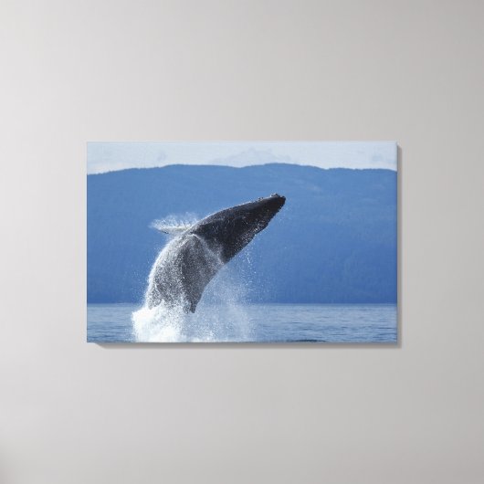 VS, Alaska, Angoon, Humpback Whale (Megaptera) Canvas Afdruk (Voorkant)