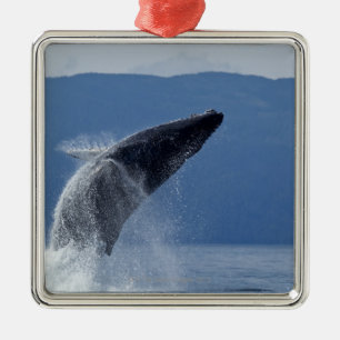 VS, Alaska, Angoon, Humpback Whale (Megaptera) Metalen Ornament