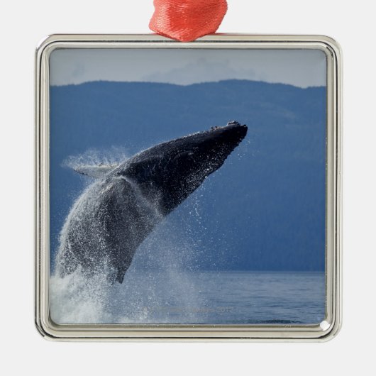 VS, Alaska, Angoon, Humpback Whale (Megaptera) Metalen Ornament (Voorkant)