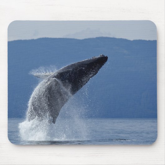 VS, Alaska, Angoon, Humpback Whale (Megaptera) Muismat (Voorkant)