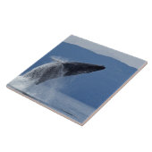 VS, Alaska, Angoon, Humpback Whale (Megaptera) Tegeltje (Zijkant)