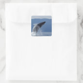 VS, Alaska, Angoon, Humpback Whale (Megaptera) Vierkante Sticker (Tas)