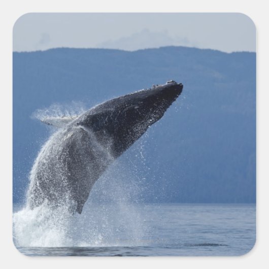 VS, Alaska, Angoon, Humpback Whale (Megaptera) Vierkante Sticker (Voorkant)