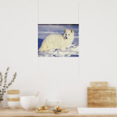 VS, Alaska. Arctische vos in de winterjas. Krediet Poster (Keuken)