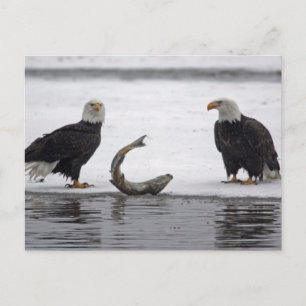 VS, Alaska, Chilkat Bald Eagle Preserve. Paar Briefkaart