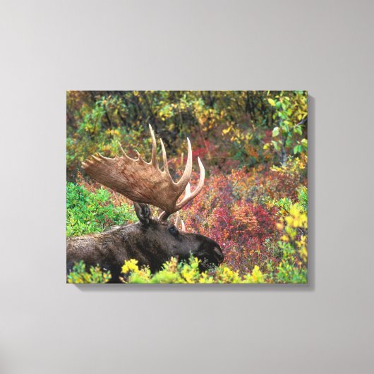 VS, Alaska, Denali National Park, Bull Moose Canvas Afdruk (Voorkant)