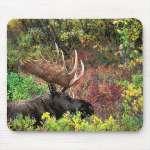VS, Alaska, Denali National Park, Eland Muismat