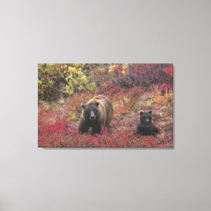 VS, Alaska, Denali National Park. Grizzlybeer Canvas Afdruk