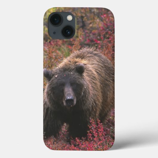 VS, Alaska, Denali National Park. Grizzlybeer Case-Mate iPhone Case (Achterkant)