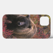VS, Alaska, Denali National Park. Grizzlybeer Case-Mate iPhone Case (Achterkant (horizontaal))