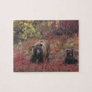 VS, Alaska, Denali National Park. Grizzlybeer Legpuzzel