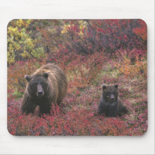 VS, Alaska, Denali National Park. Grizzlybeer Muismat